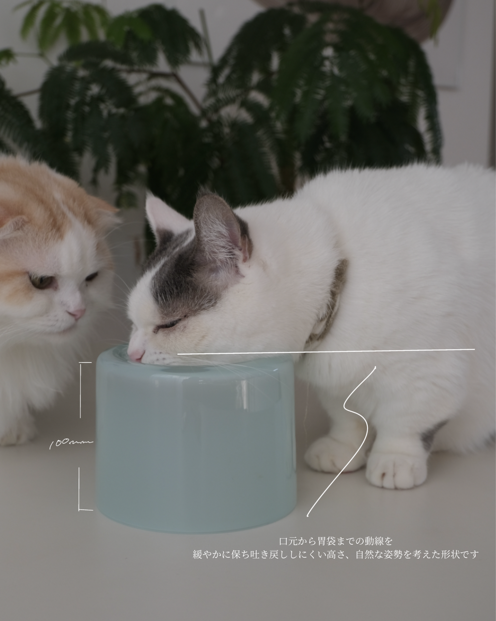 Glass Food Bowl／Peach